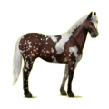 Cheval de selle Paint Horse Pie Tobiano Gris Pommelé