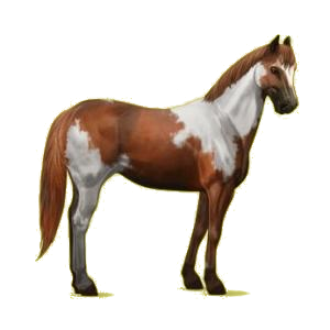 Cheval de selle Paint Horse Pie Alezan Overo