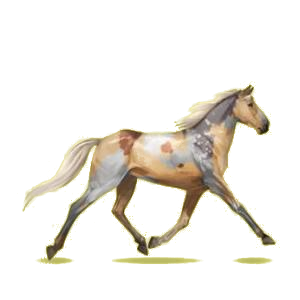 Cheval de selle Trotteur Français Bai Brûlé