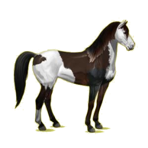 Cheval de selle Mustang Gris Clair