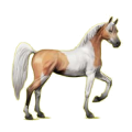 Cheval de selle Arabe Gris Pommelé