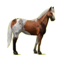 Cheval de selle Paint Horse Pie Tovero Bai