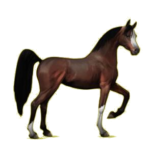 Cheval de selle Arabe Bai Brûlé