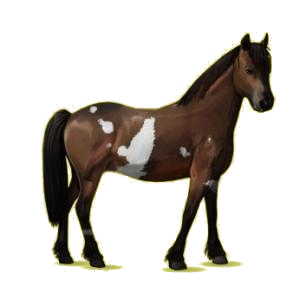 Poney Pottok Pie Tobiano Gris Pommelé