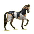 Cheval de selle Akhal-Téké Bai Cerise