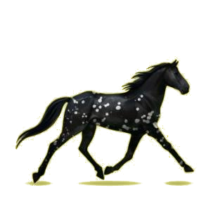Cheval de selle Trotteur Français Bai
