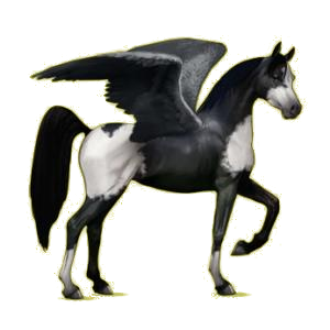 Pégase de selle Arabe Gris Pommelé