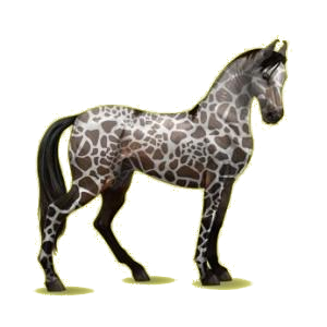 Pégase de selle Marwari Gris Clair