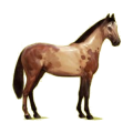 Cheval de selle Hanovrien Gris Clair