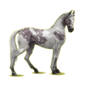 Cheval de selle Marwari Gris Clair