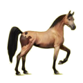 Cheval de selle Arabe Gris Clair