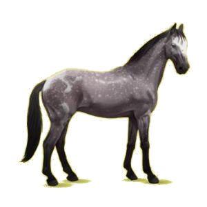 Cheval de selle Selle Français Gris Pommelé