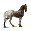 Cheval de selle Marwari Noir