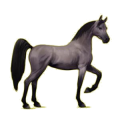 Cheval de selle Arabe Alezan