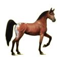 Cheval de selle Arabe Gris Pommelé