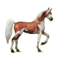 Cheval de selle Arabe Gris Clair