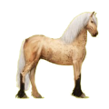 Cheval de selle Frison Noir