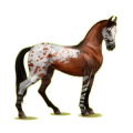 Cheval de selle Bai Cerise