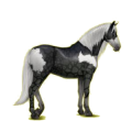 Cheval de selle Paso Péruvien Alezan