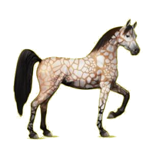 Cheval de selle Arabe Gris Pommelé