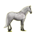 Cheval de selle Gris Pommelé