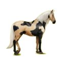 Cheval de selle Lipizzan Gris Clair