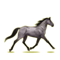 Cheval de selle Trotteur Américain Alezan