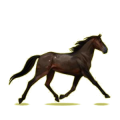 Cheval de selle Trotteur Américain Aubère