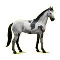 Cheval de selle Oldenbourg Alezan
