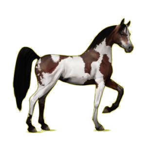 Cheval de selle Arabe Bai Brûlé