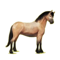 Poney Connemara Bai