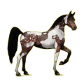 Cheval de selle Arabe Bai Brûlé