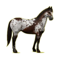 Cheval de selle Paint Horse Pie Alezan Overo