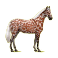 Cheval de selle Hunter Irlandais Alezan
