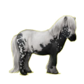 Poney Noir