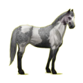 Cheval de selle Paint Horse Pie Tobiano Gris Pommelé