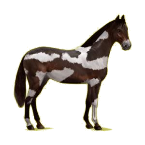 Cheval de selle Hanovrien Gris Pommelé