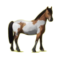 Poney Alezan