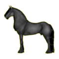 Cheval de selle Arabe Gris Clair