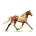 Cheval de selle Trotteur Orlov Bai