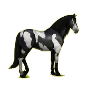Cheval de selle Lipizzan Noir