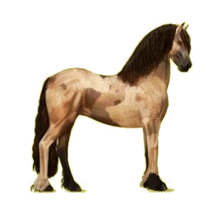 Cheval de selle Frison Noir