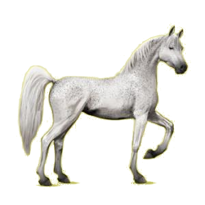 Cheval de selle Arabe Gris Clair