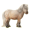Poney Shetland Alezan