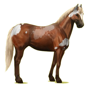 Cheval de selle Paint Horse Pie Tobiano Alezan Brûlé