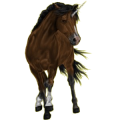 Licorne de selle Hanovrien Bai Brûlé