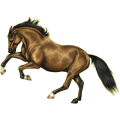 Cheval de selle Selle Français Bai Brûlé
