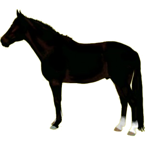 Cheval de selle Quarter Horse Rouan