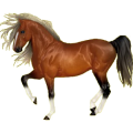 Cheval de selle Pur-Sang Anglais Bai Cerise