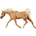 Cheval de selle Quarter Horse Noir